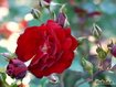 Sfondo: Red Rose