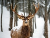 Reindeer In The Snow