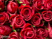Sfondo: Rose rosse