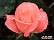 Sfondo: Rosa rosa