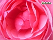 Rosa fiorita