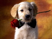 Romantic Dog