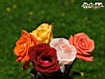 Rose varie