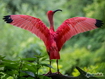 Scarlet Ibis