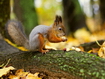 Sfondo: Squirrel