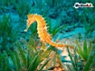 Sfondo: Sea Horse