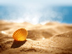Sfondo: Shell On Beach