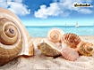 Sfondo: Shells