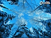 Sky Winter Trees