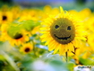 Sfondo: Smiling Sunflower