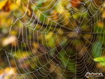 Spider Web