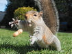 Sfondo: Squirrel Nuts