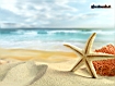 Starfish On Beach