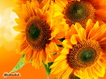 Sfondo: Sunflowers