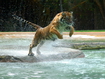 Sfondo: The Tiger Jump