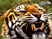 Tigre