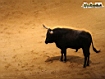 Sfondo: Toro in corrida