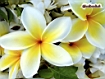 Tropical Plumeria