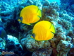 Yellow Tang