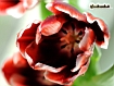 Tulipano rosso