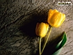 Sfondo: Tulipani gialli