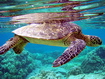Turtle Underwater
