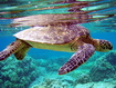 Sfondo: Turtle Underwater