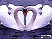 White Swans