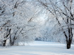 White Trees