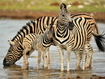 Zebra Family