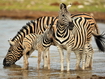 Sfondo: Zebra Family