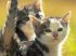 Sfondi animali gratis
