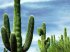 Sfondi natura gratis