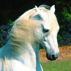Screensaver Animali gratis