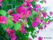 Sfondo: Bougainvillea