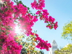 Sfondo: Bougainvillea al sole