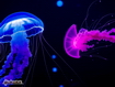 Sfondo: Bright Jellyfish