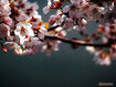 Sfondo: Cherry Blossom