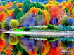 Colorful Tress In Forest