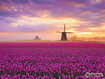 Field Tulips Sunrise