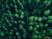 Sfondo: Forest Aerial View