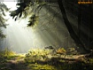 Foresta