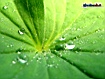 Water Drop