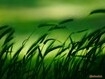 Sfondo: Grano verde
