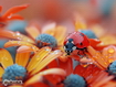 Sfondo: Ladybug