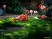 Sfondo: Orange Flamingo