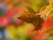 Sfondo: Red Leaf