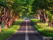 Sfondo: Road In The Wood