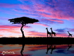 Giraffes