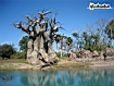 Scarecrow Tree